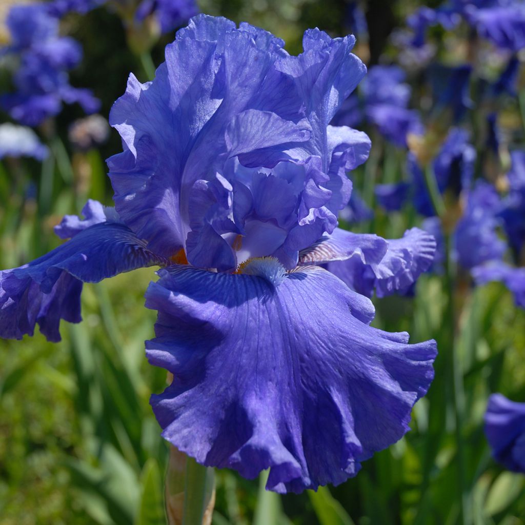 Iris germanica Blenheim Royal