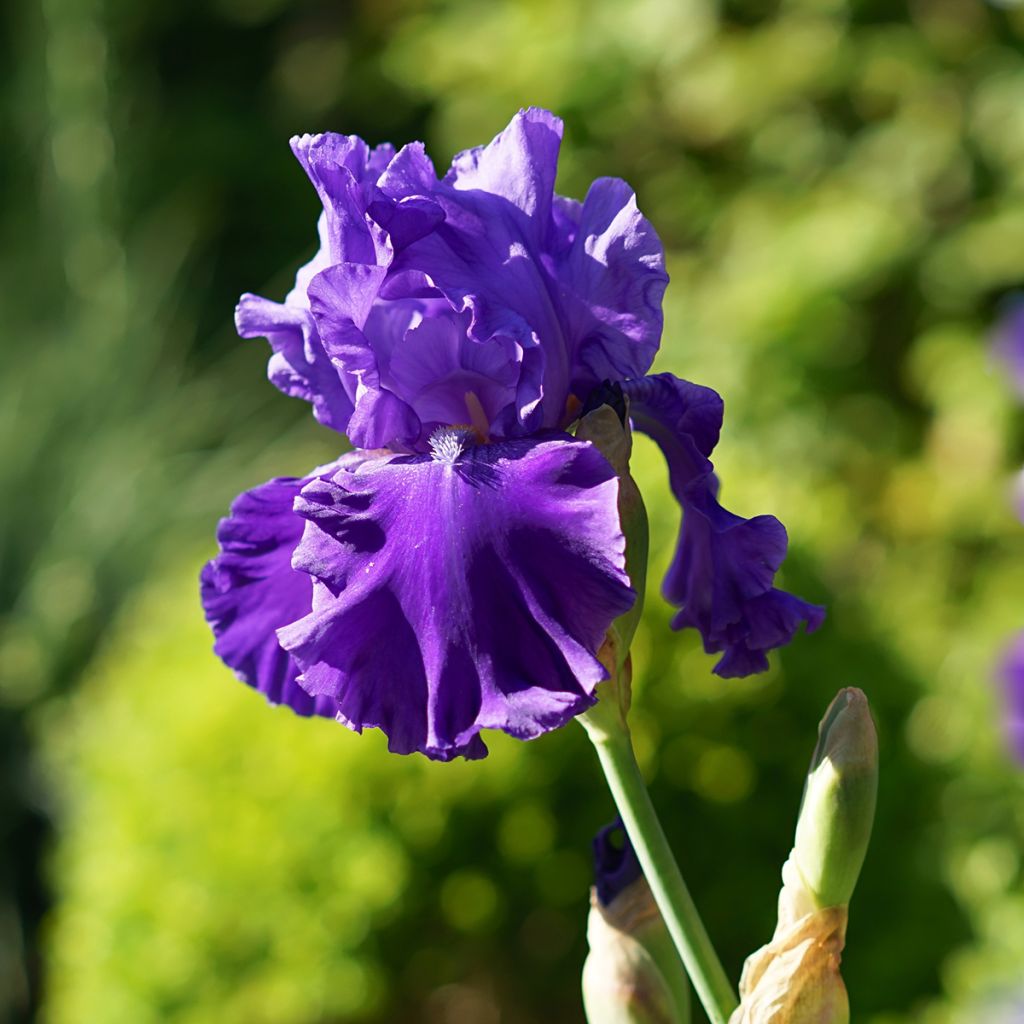 Iris germanica Blenheim Royal