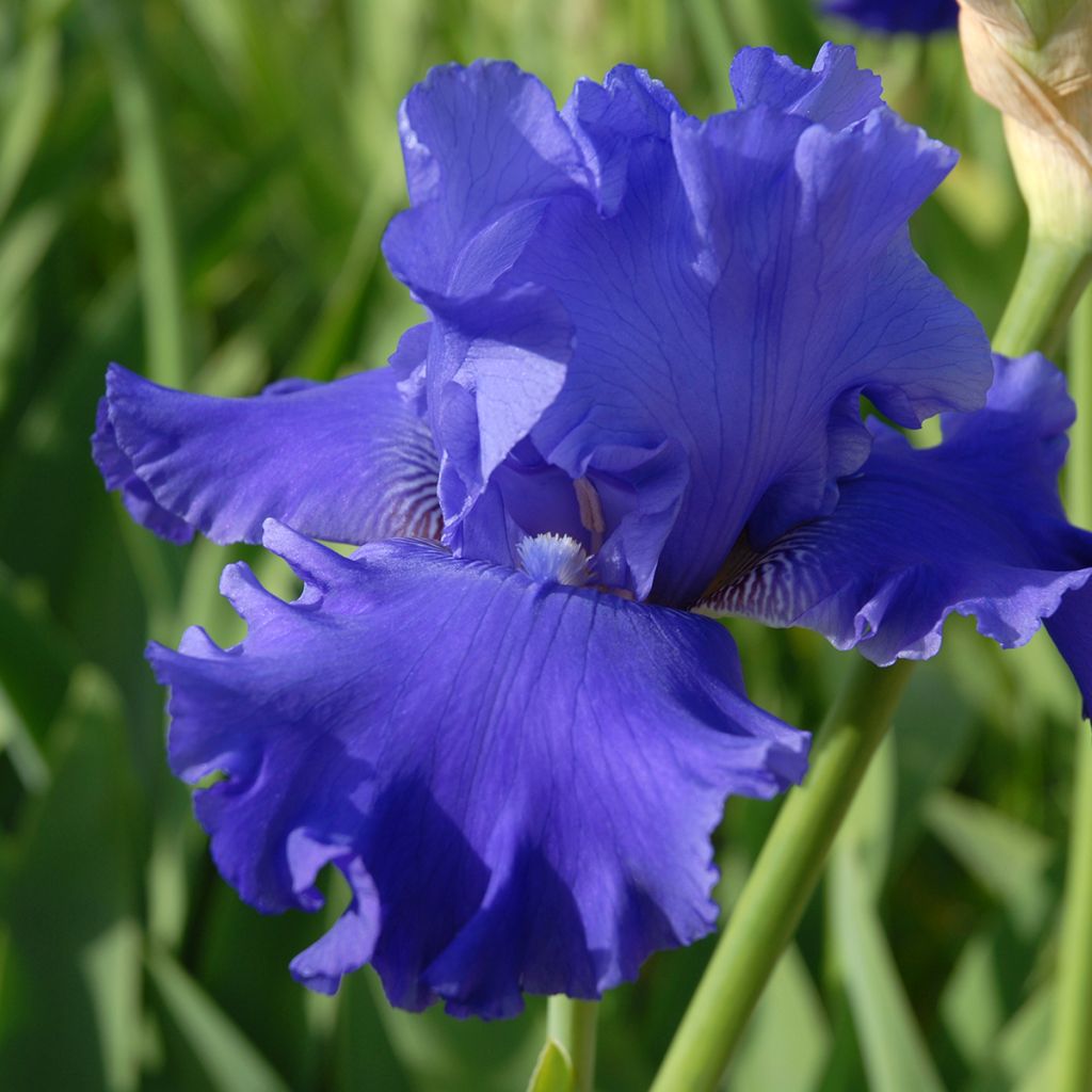 Iris germanica Blenheim Royal