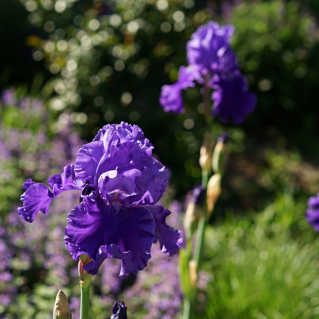 Iris germanica Blenheim Royal