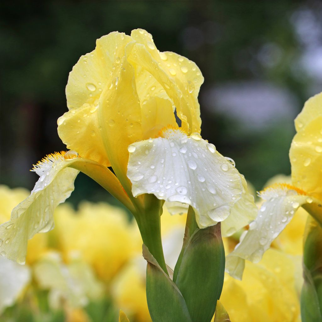 Iris germanica Blessed Again - Iris des Jardins intermédiaire remontant