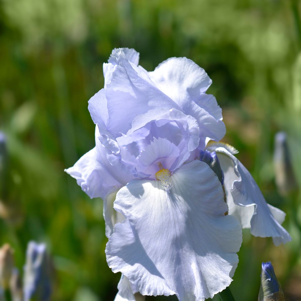 Iris germanica Blue Sapphire