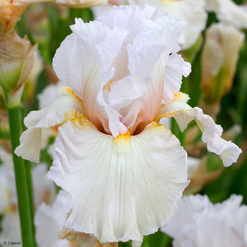 Iris germanica Bride's Blush