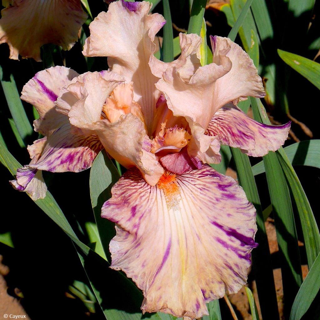 Iris germanica Brindled Beauty