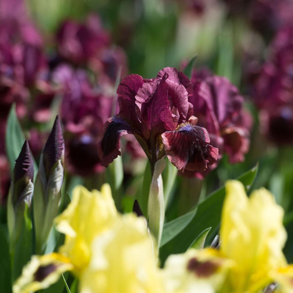 Iris germanica Cat's Eye