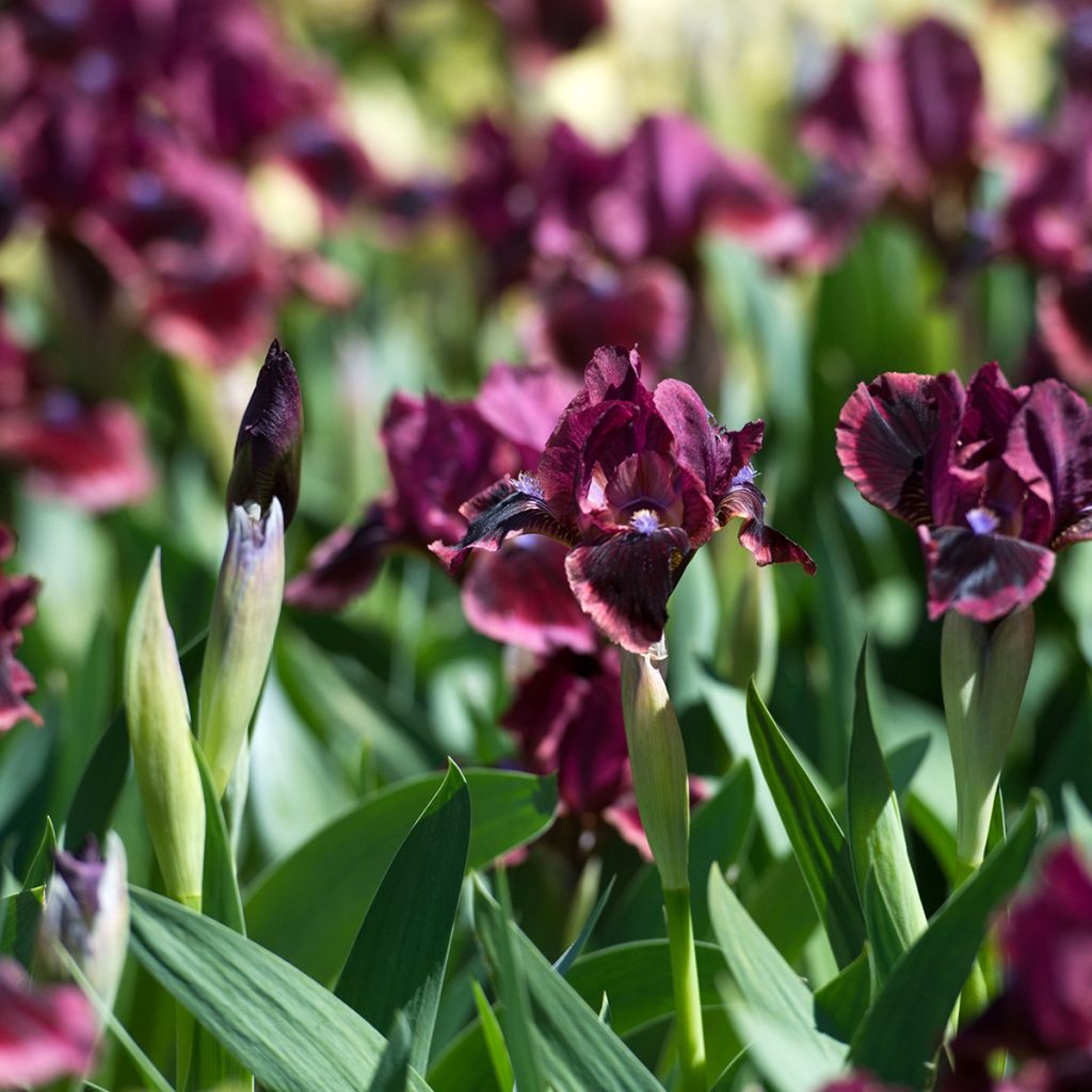 Iris germanica Cat's Eye