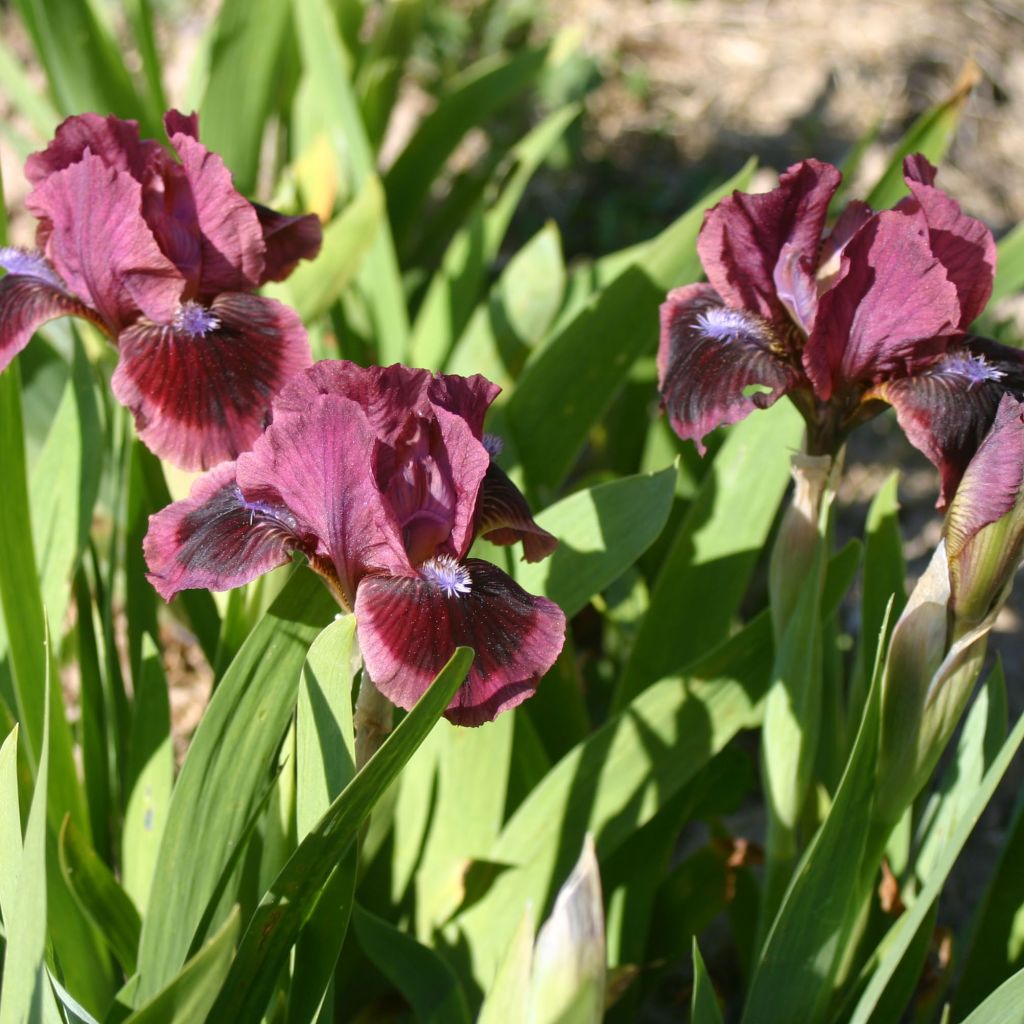 Iris germanica Cat's Eye - Iris des Jardins Lilliput