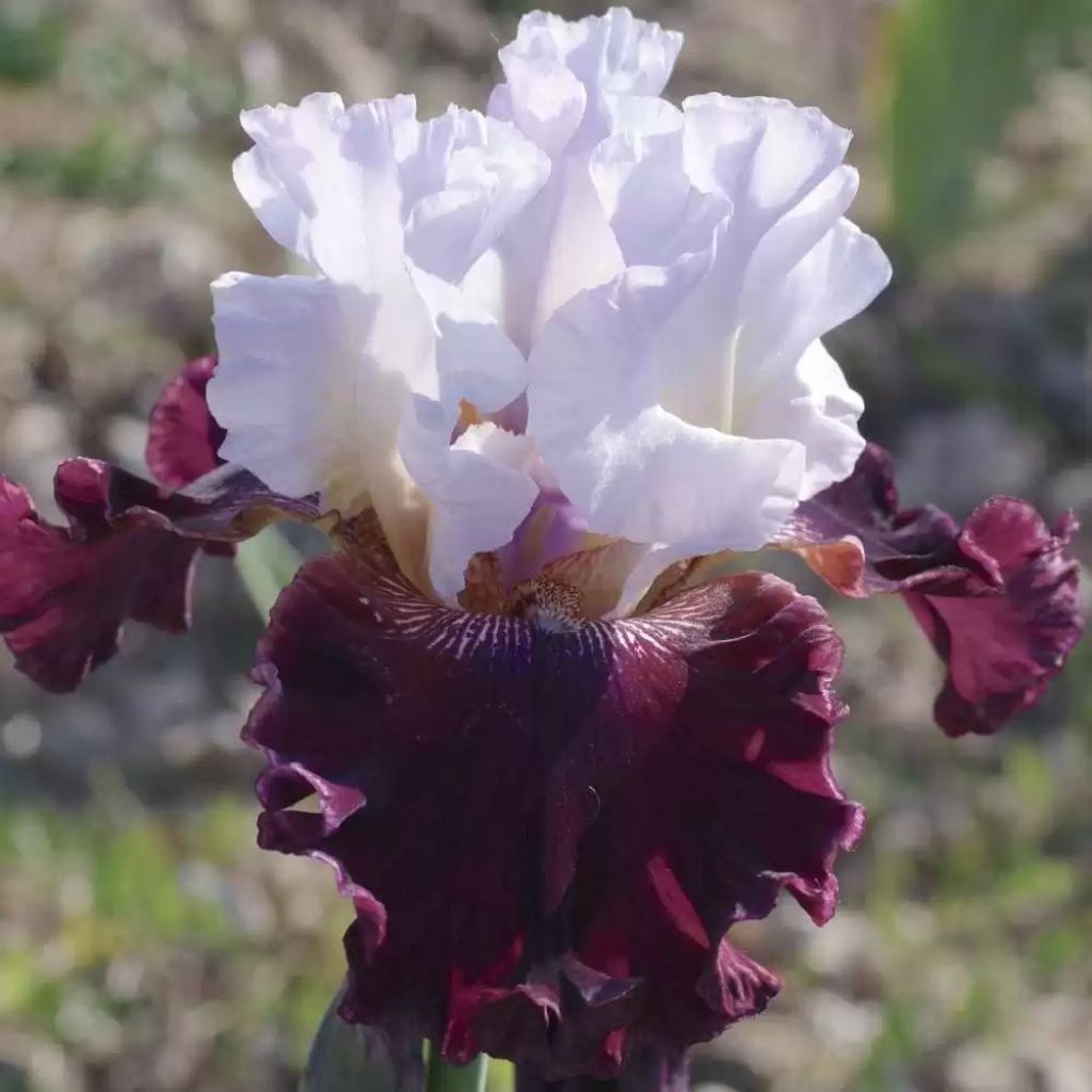 Iris germanica Ciutadella