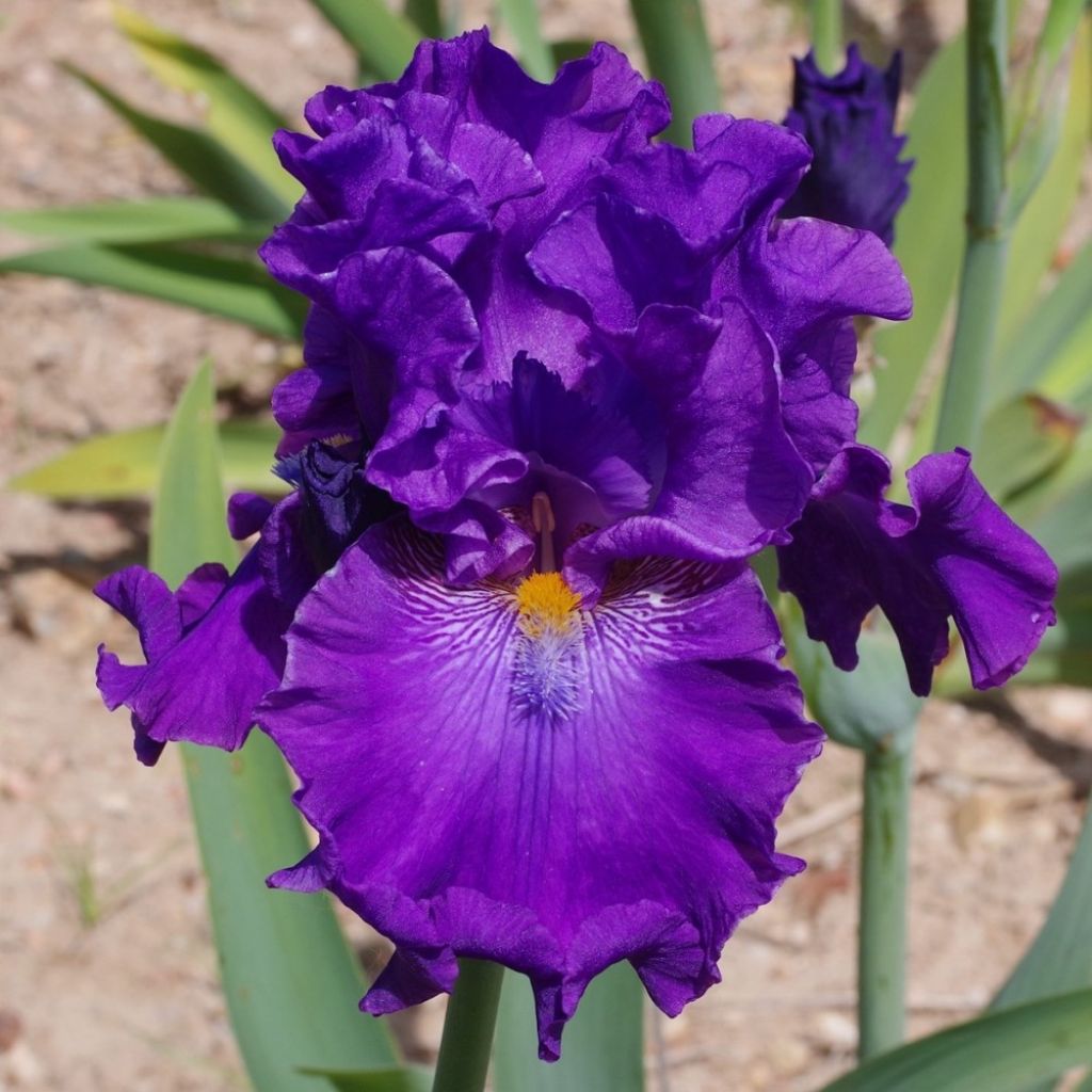 Iris germanica Confiserie