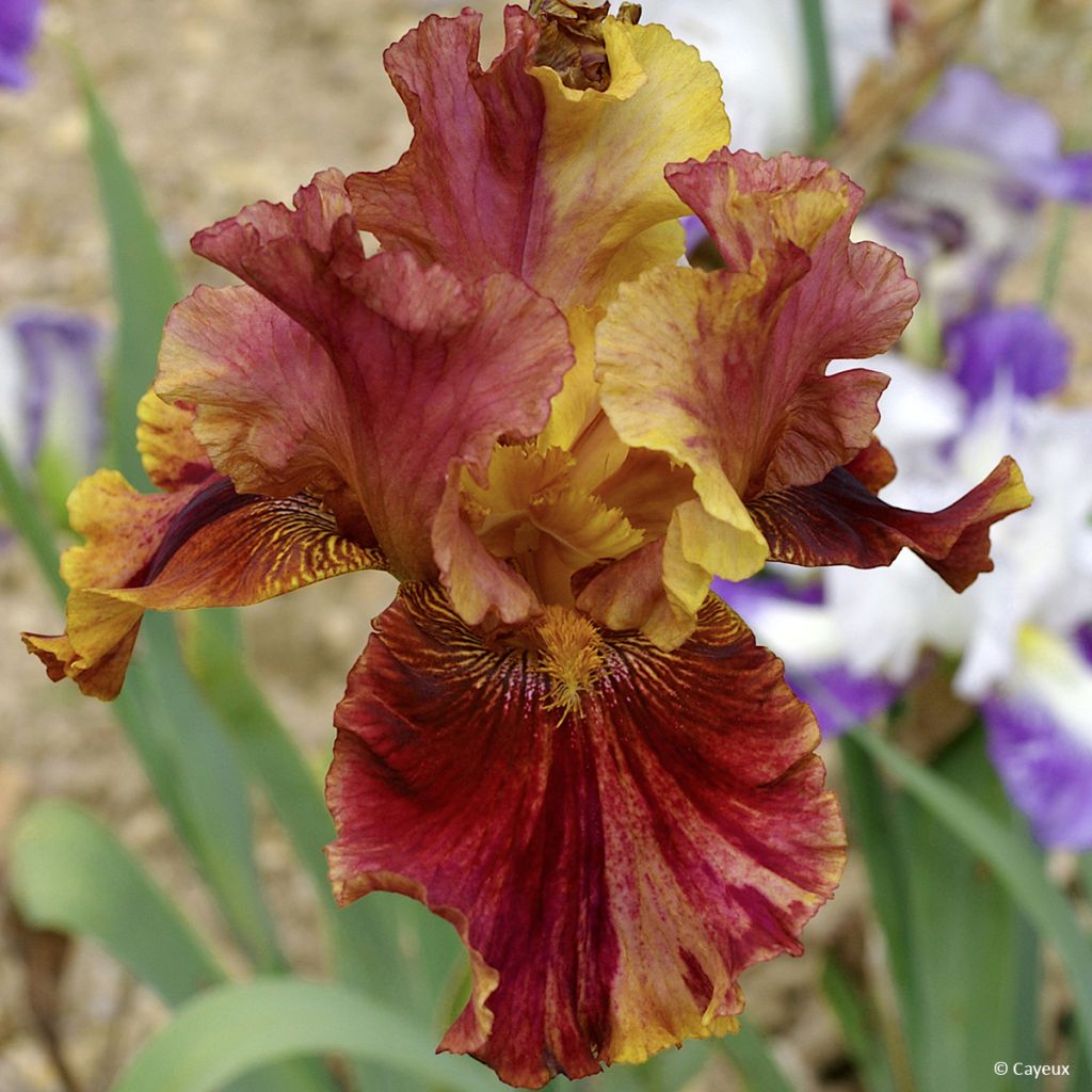 Iris germanica Crimson Tiger