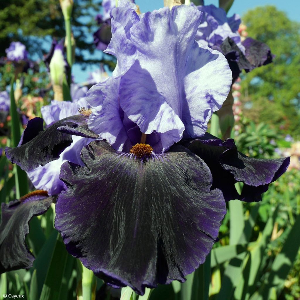 Iris germanica Dangerous Mood