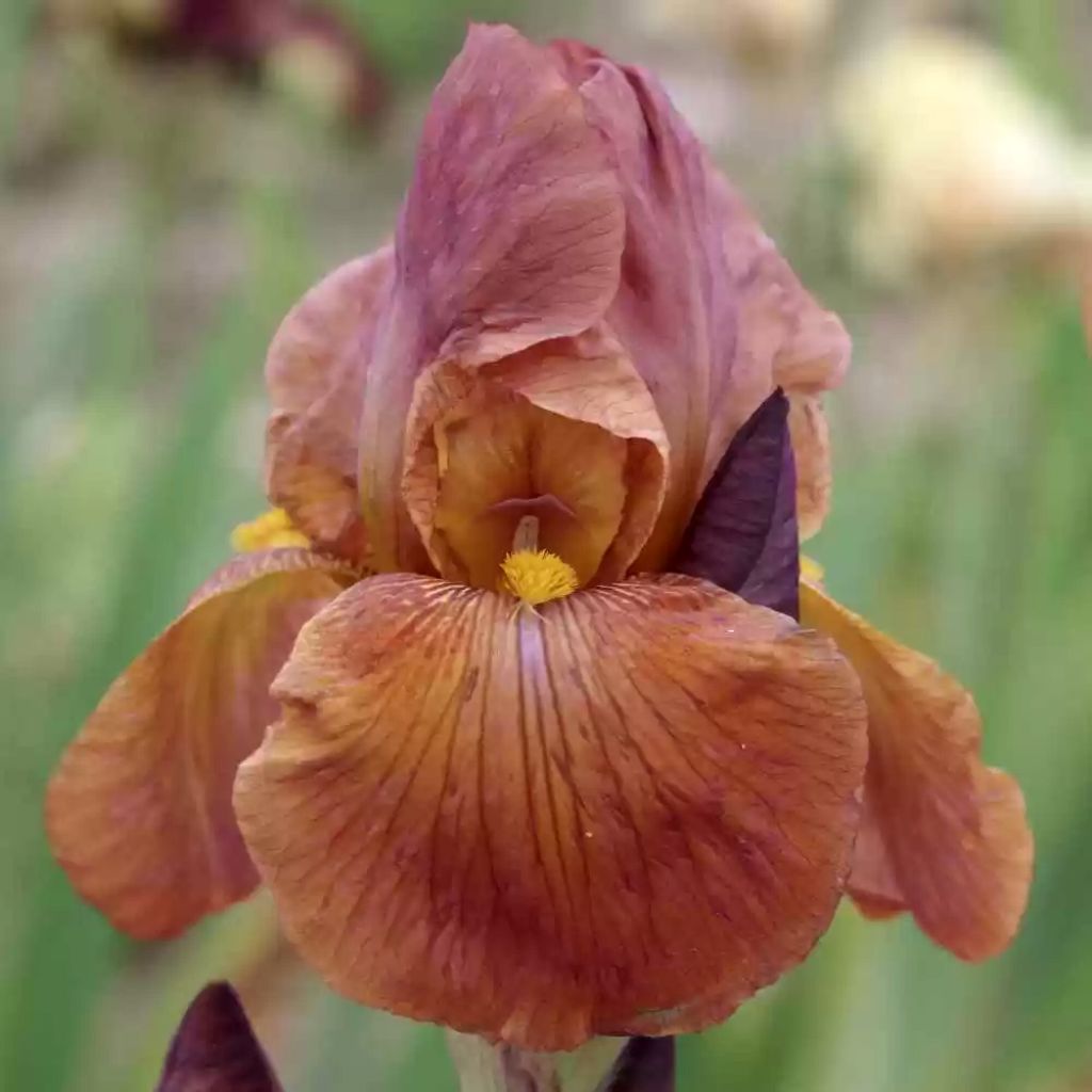 Iris germanica Danse du Feu