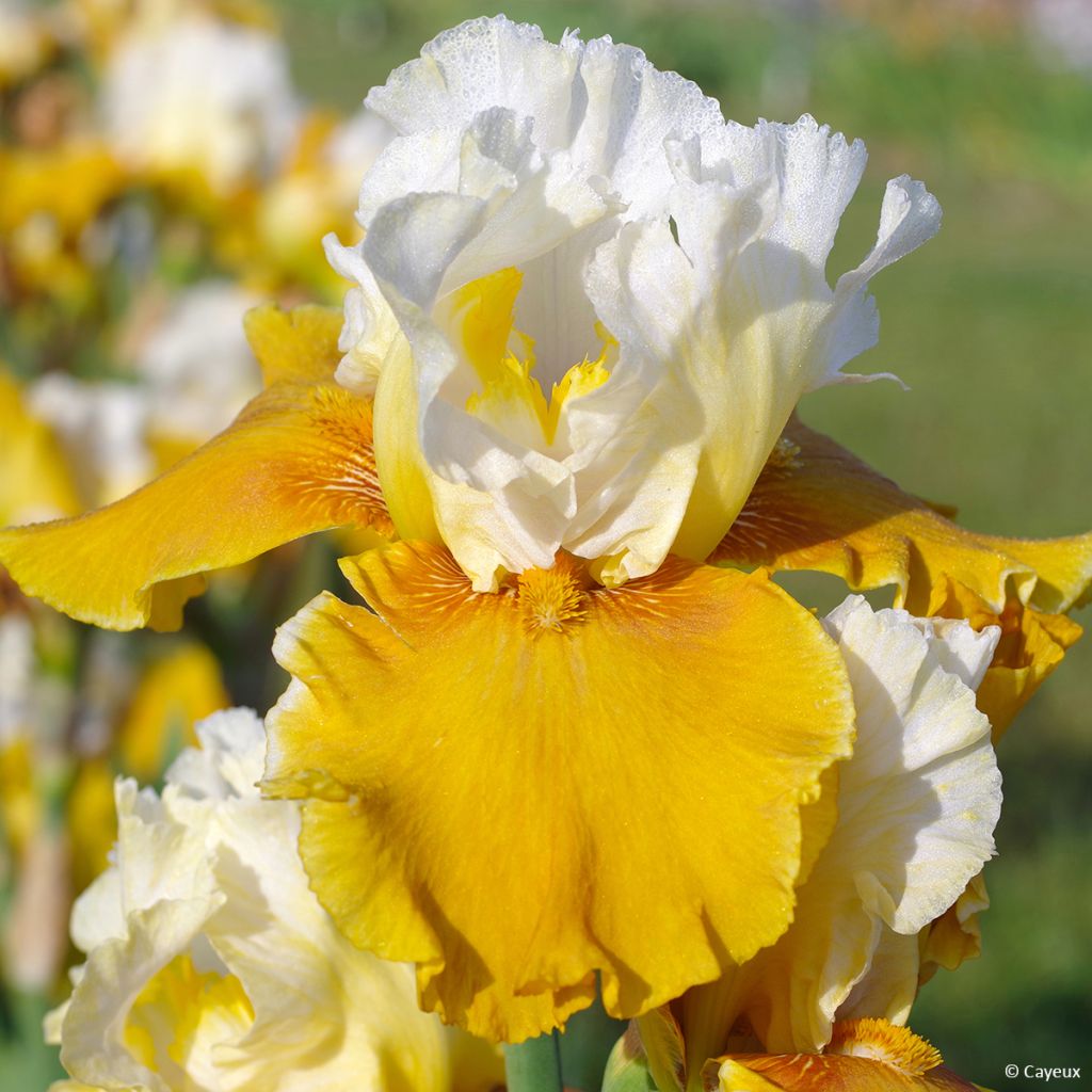 Iris germanica Delicieux Caramel