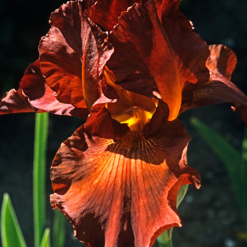 Iris germanica Dutch Chocolate