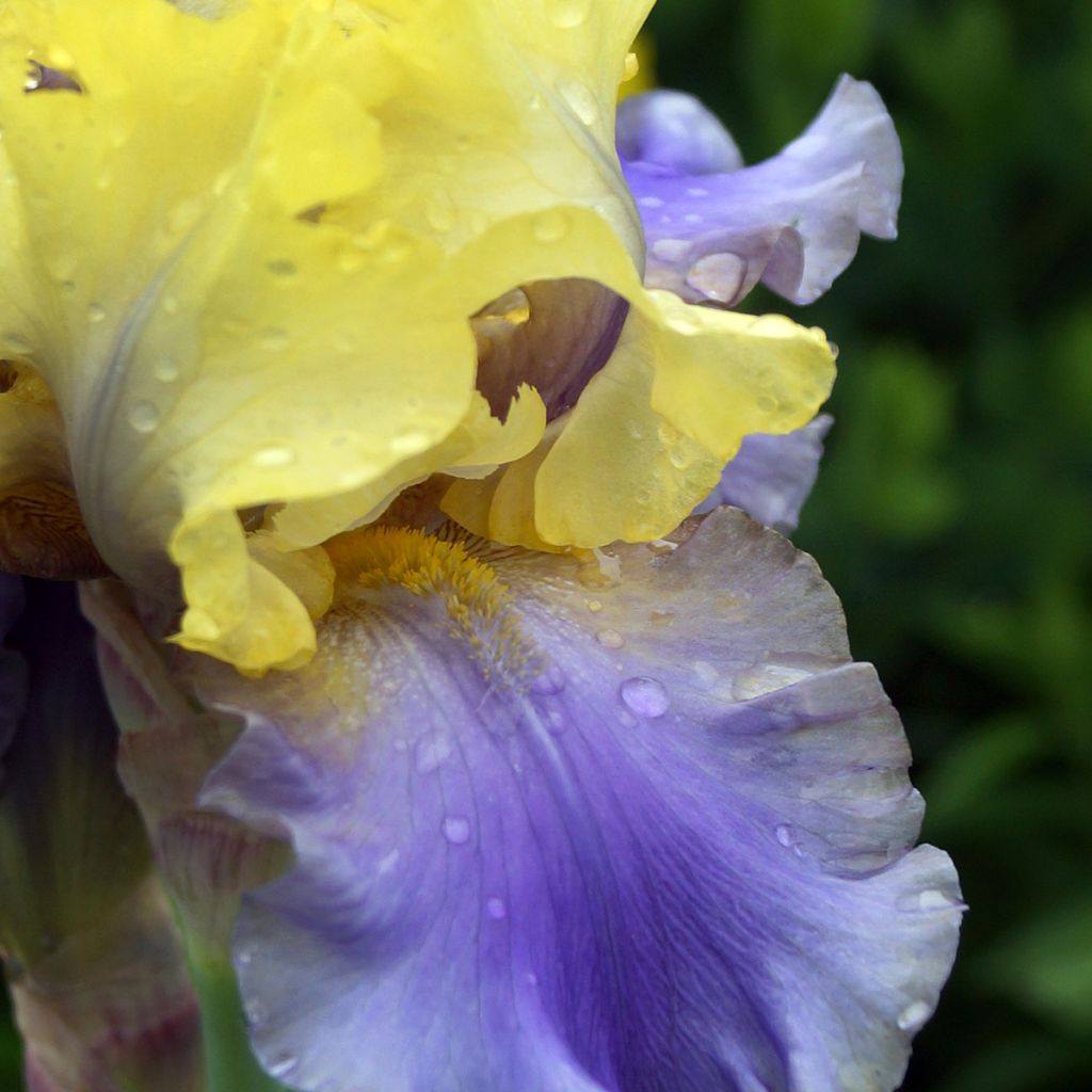 Iris germanica Edith Wolford