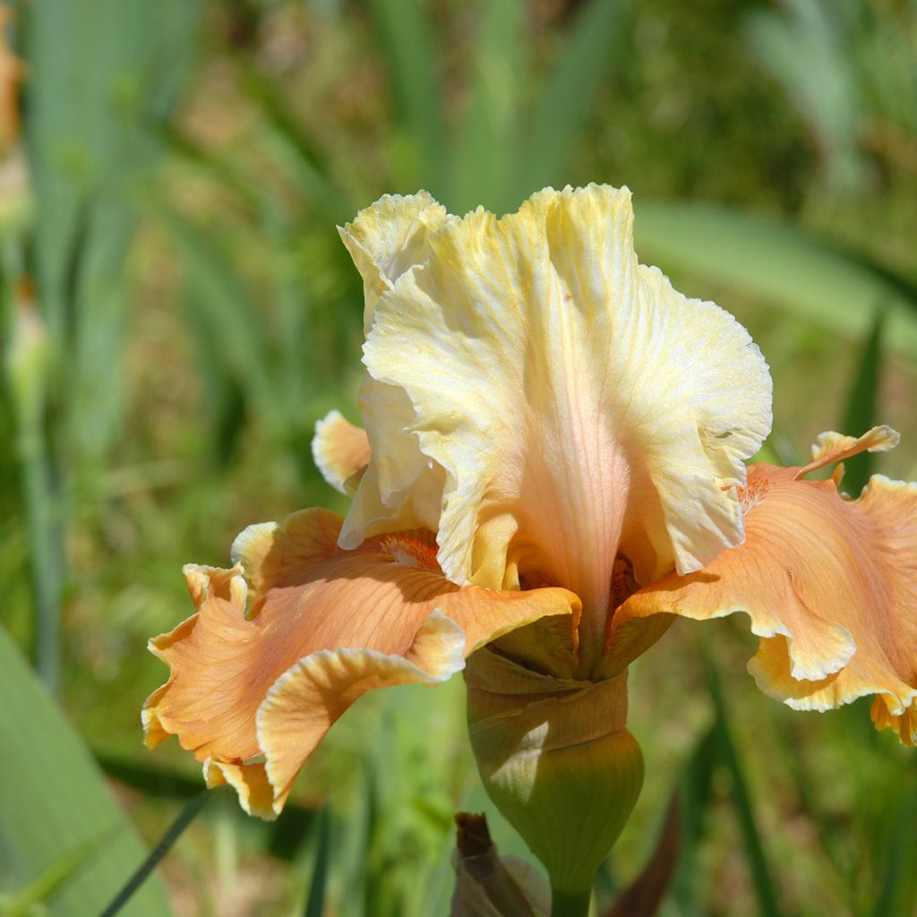 Iris germanica English Charm