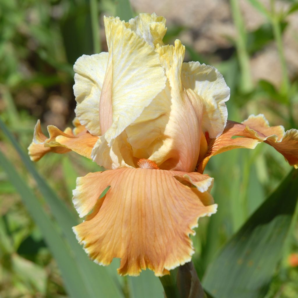 Iris germanica English Charm