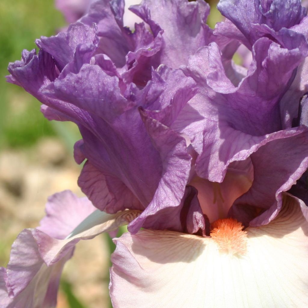 Iris germanica Fashion Statement - Iris des Jardins