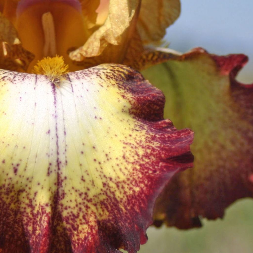 Iris germanica Flamenco - Iris des Jardins