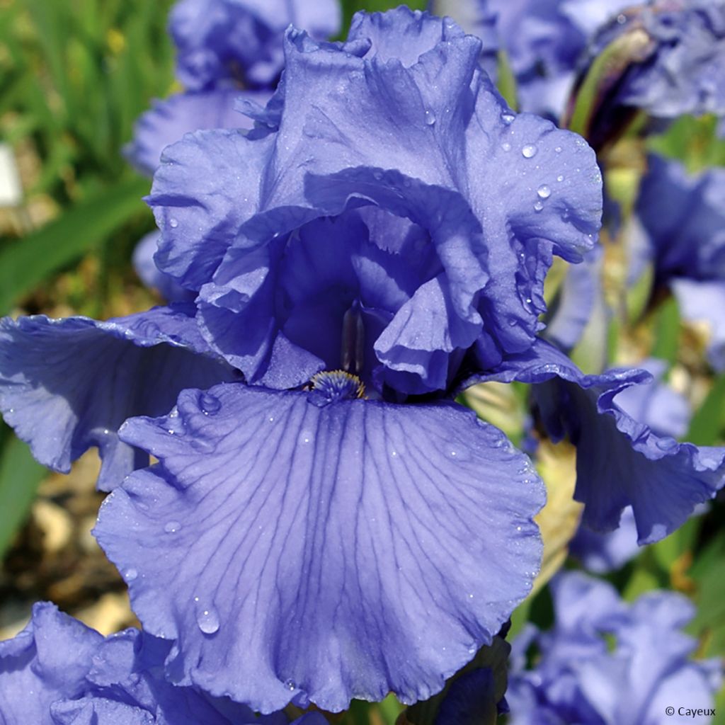 Iris germanica Friendly Seas