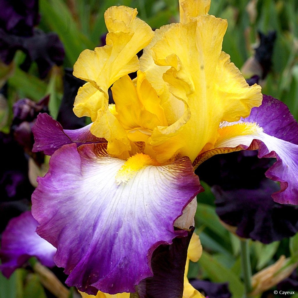 Iris germanica Gérard Brière