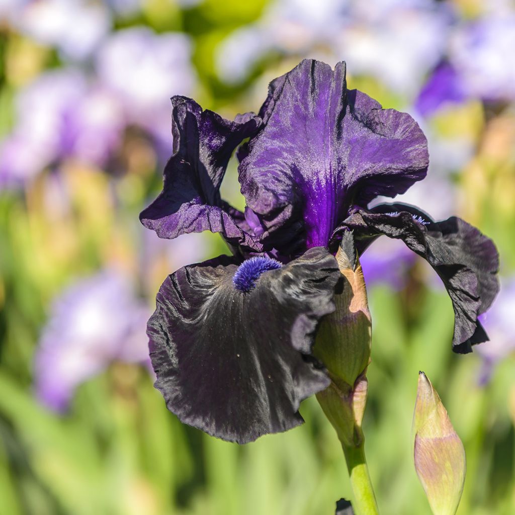 Iris germanica Ghost Train