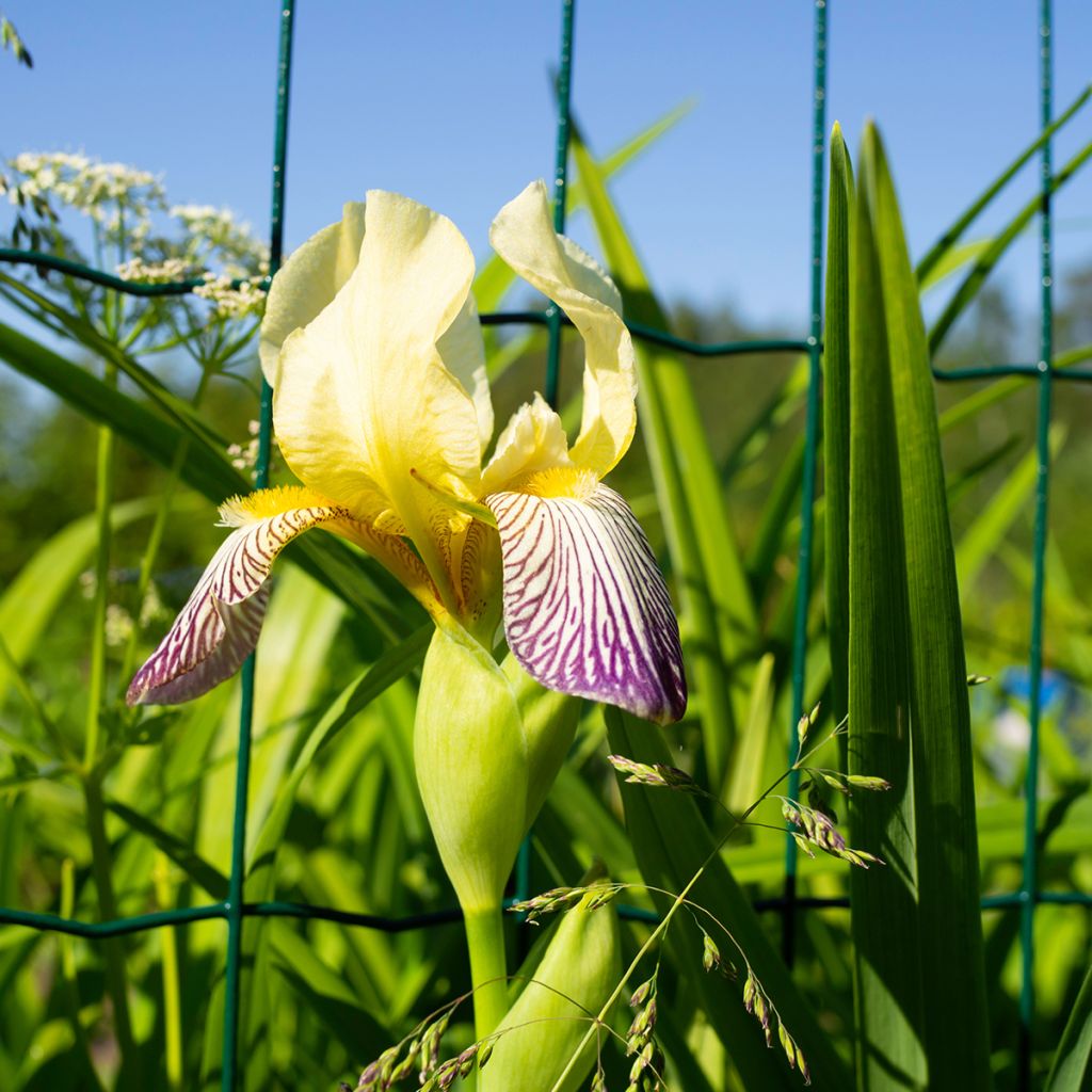 Iris germanica Gracchus