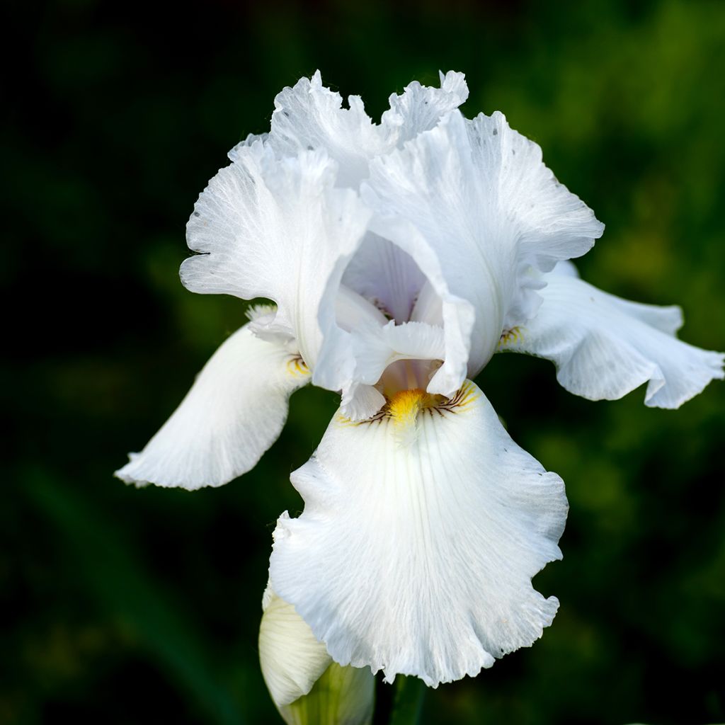 Iris germanica Immortality