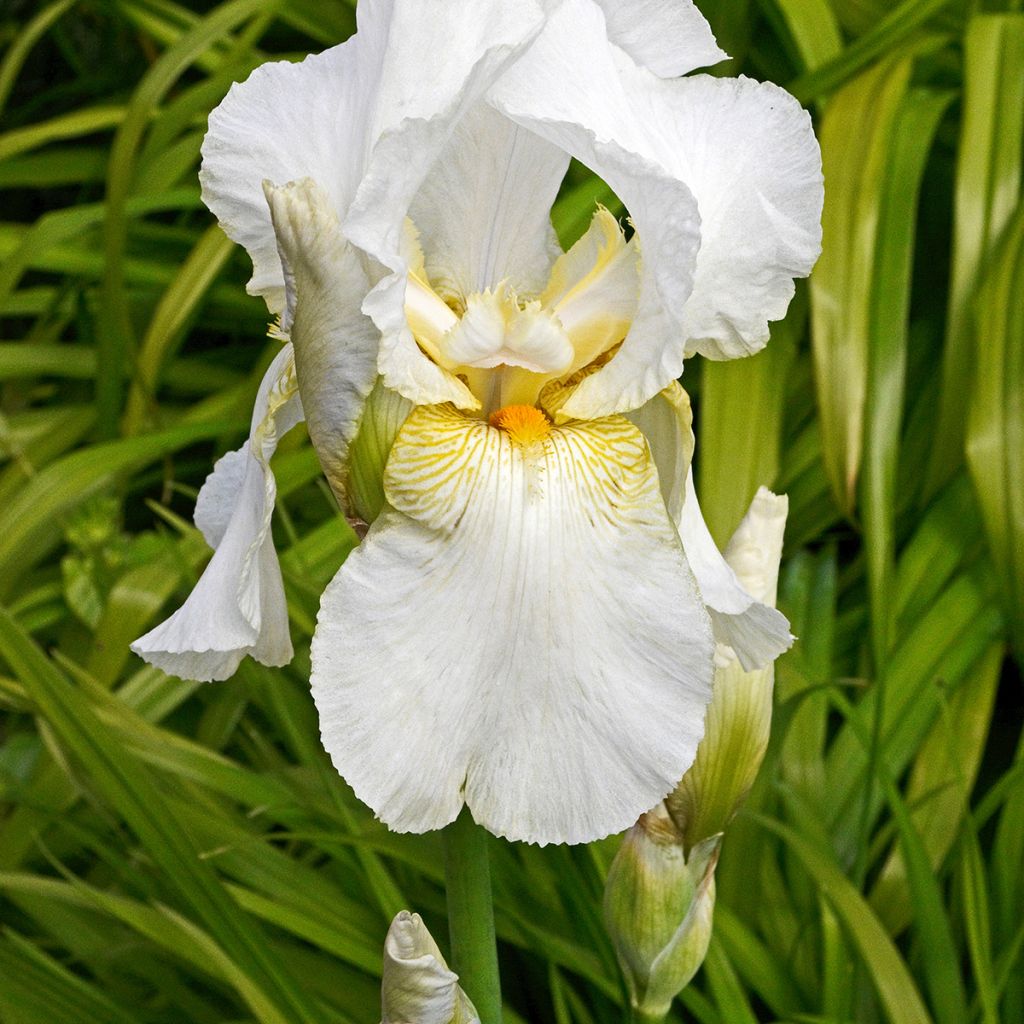 Iris germanica Immortality