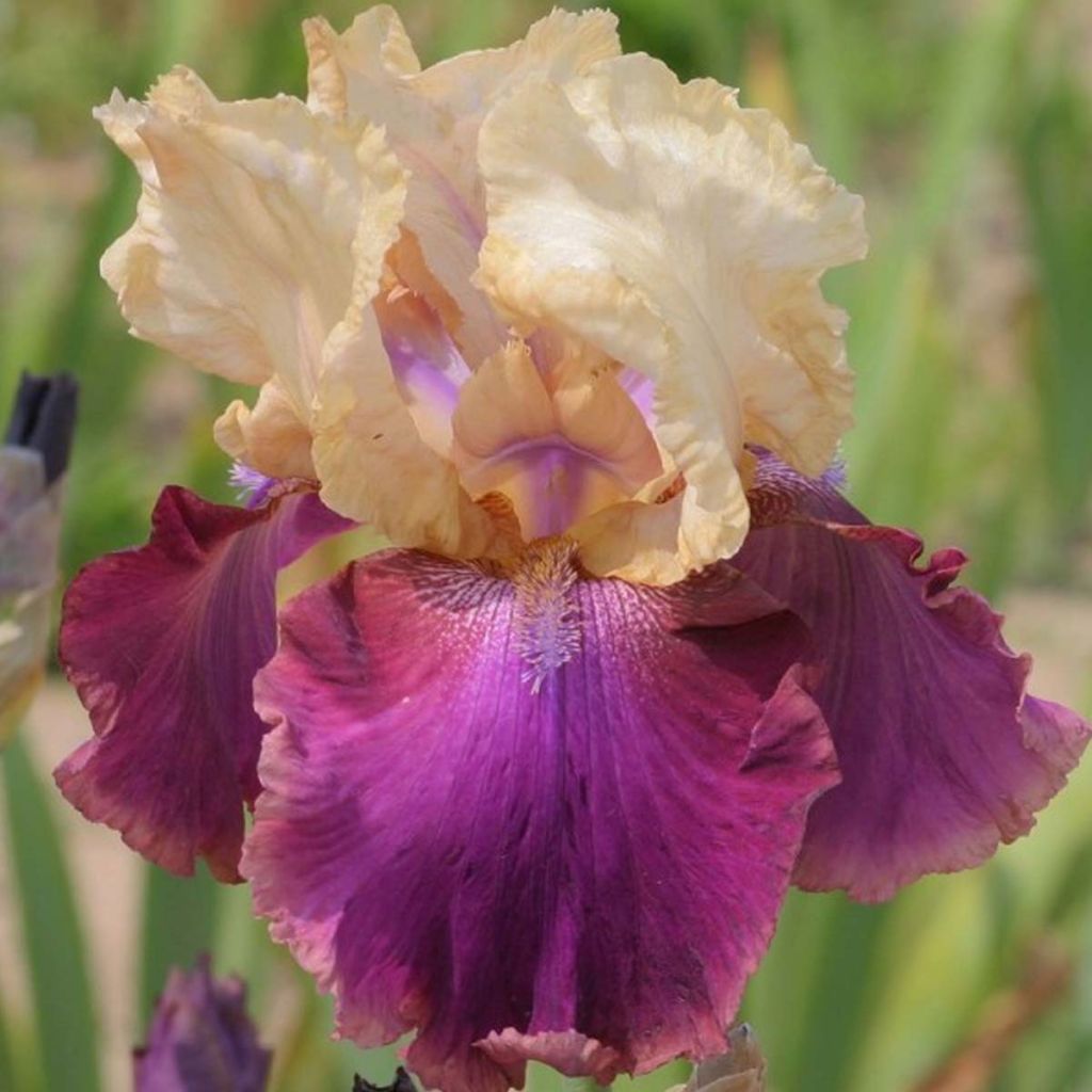 Iris germanica Jazz Festival