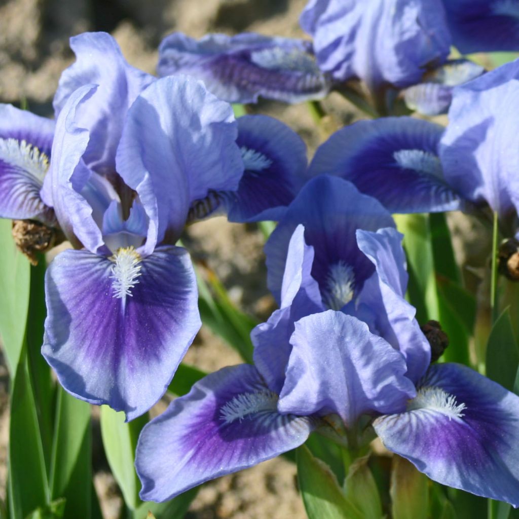 Iris germanica Katy Petts - Iris des Jardins Lilliput