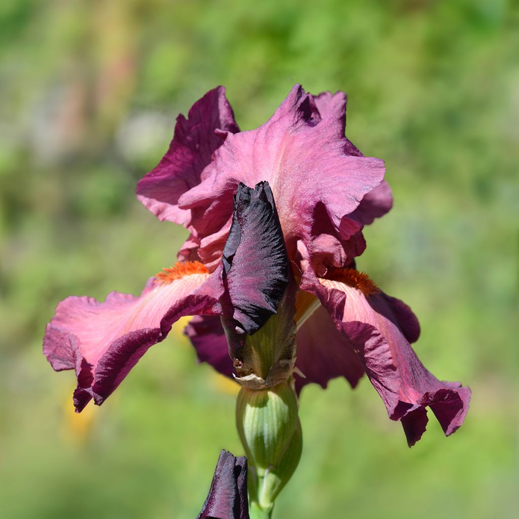 Iris germanica Lady Friend