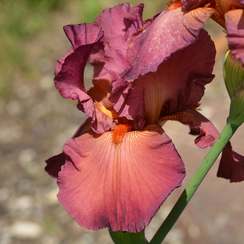 Iris germanica Lady Friend