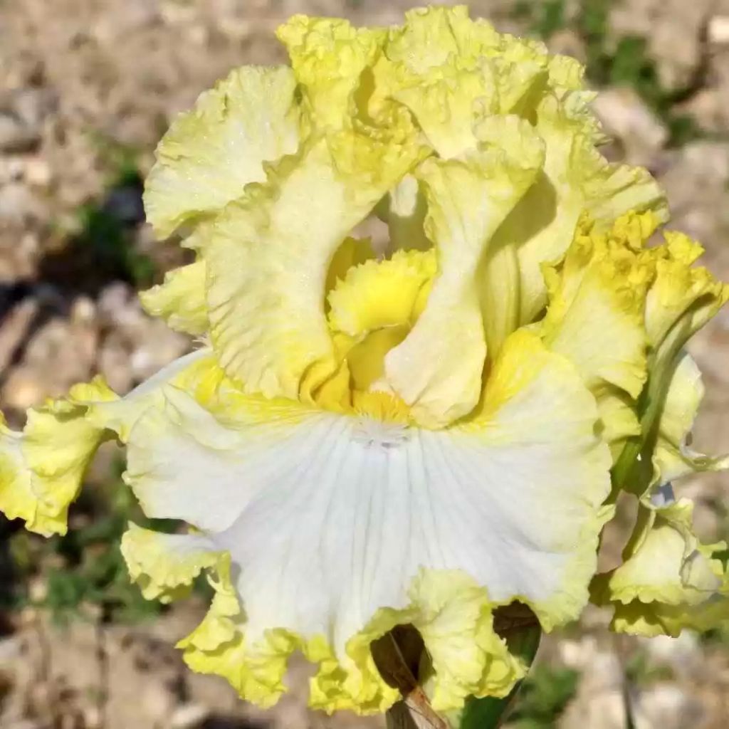 Iris germanica Lemon Bubbly