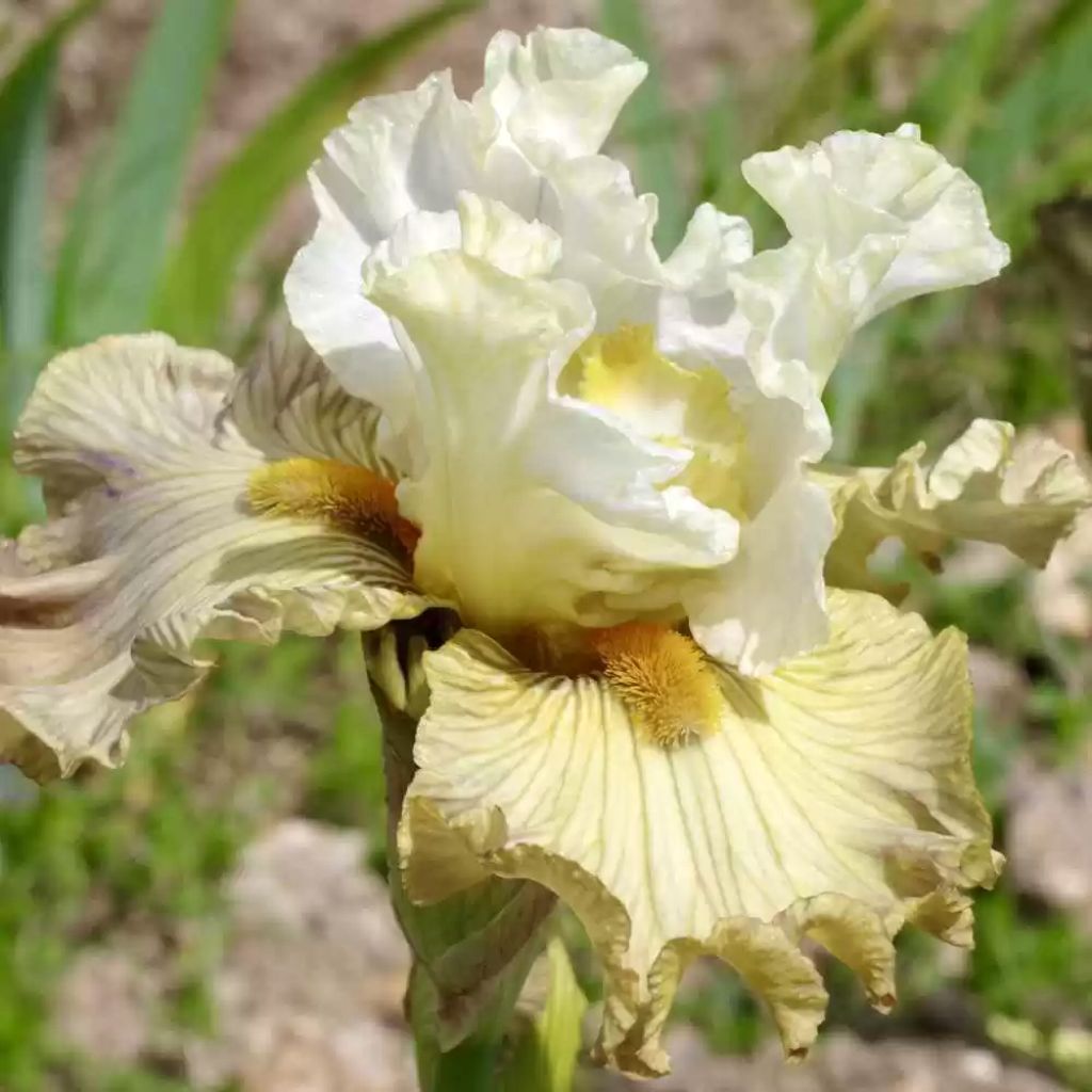 Iris germanica Leonin