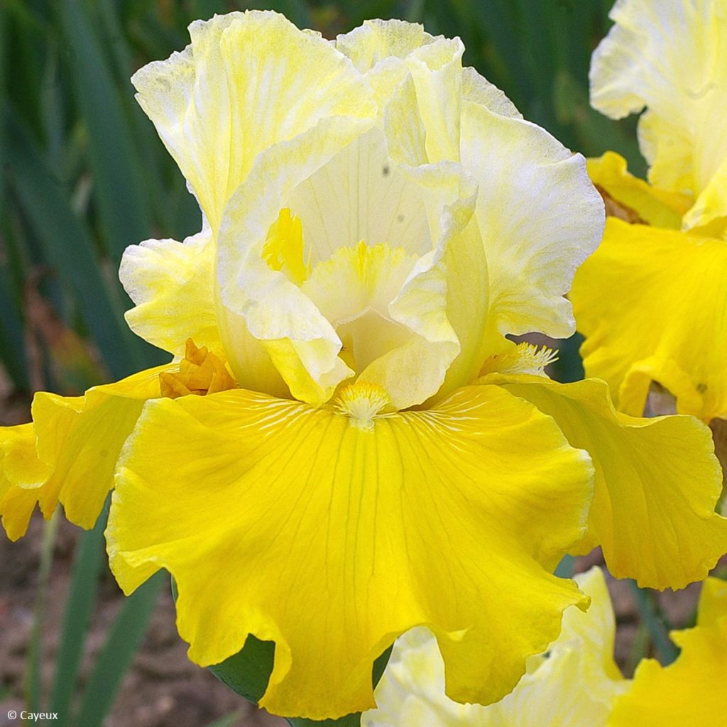 Iris germanica Lune et Soleil