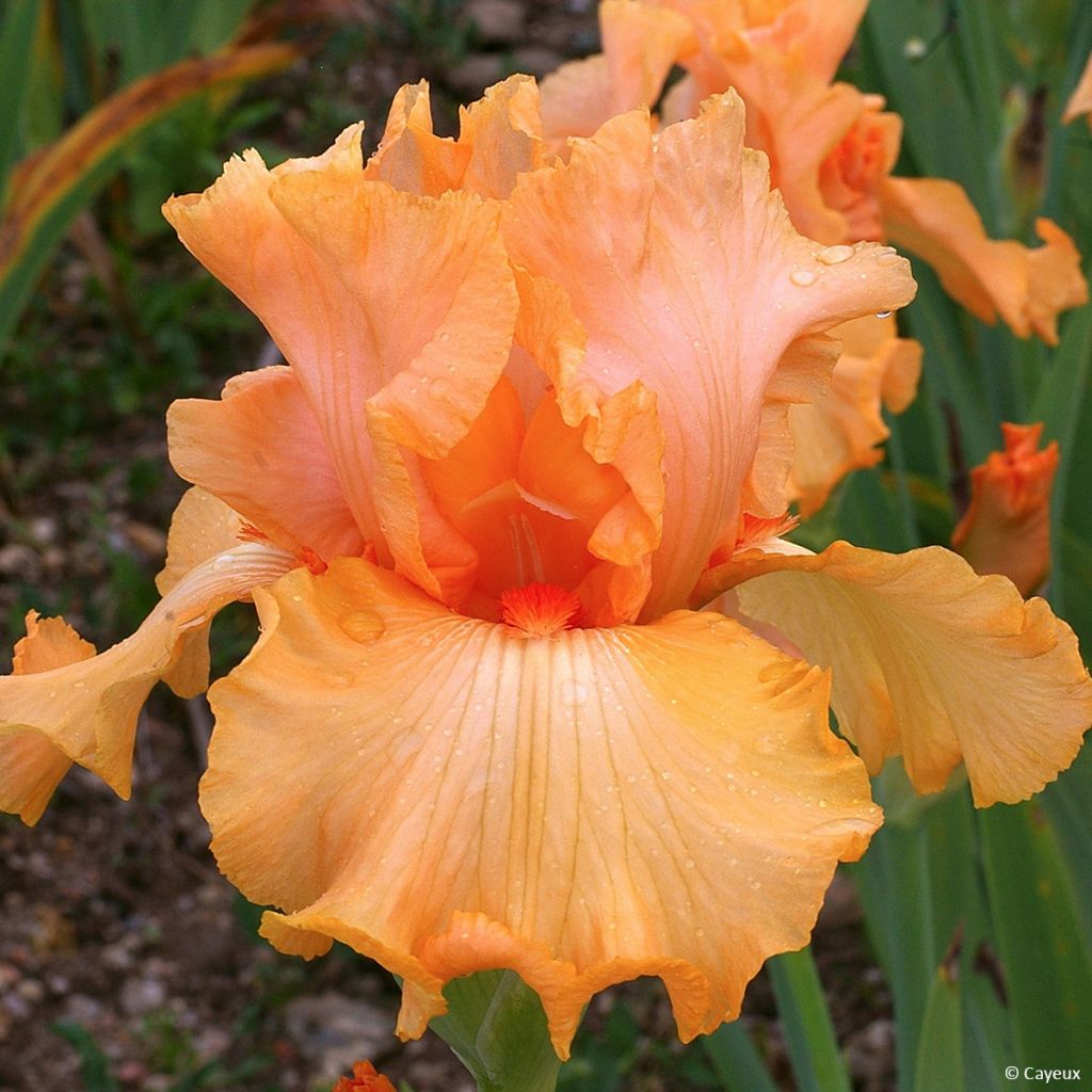 Iris germanica Ma Pomme