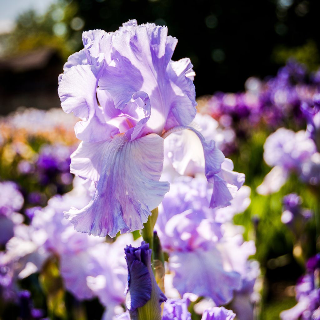 Iris germanica Mary Frances