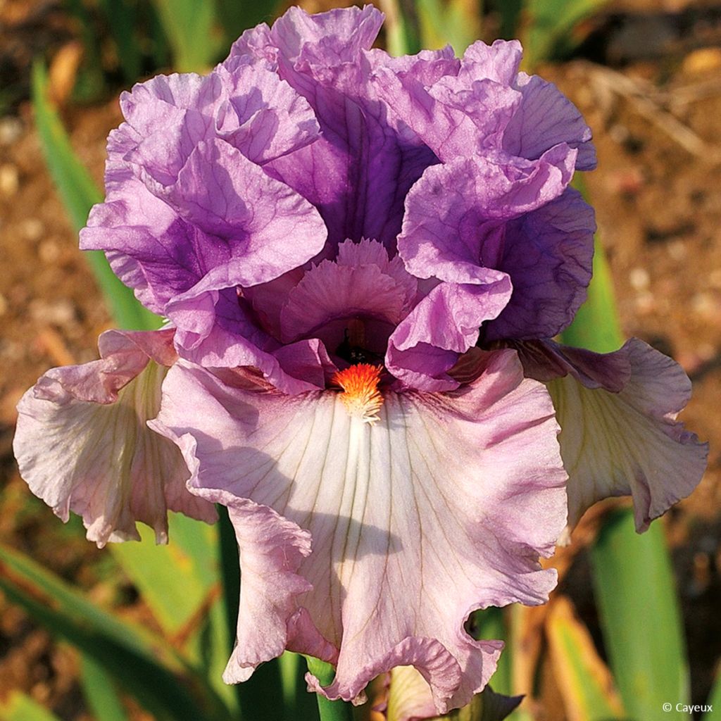 Iris germanica Modern Woman