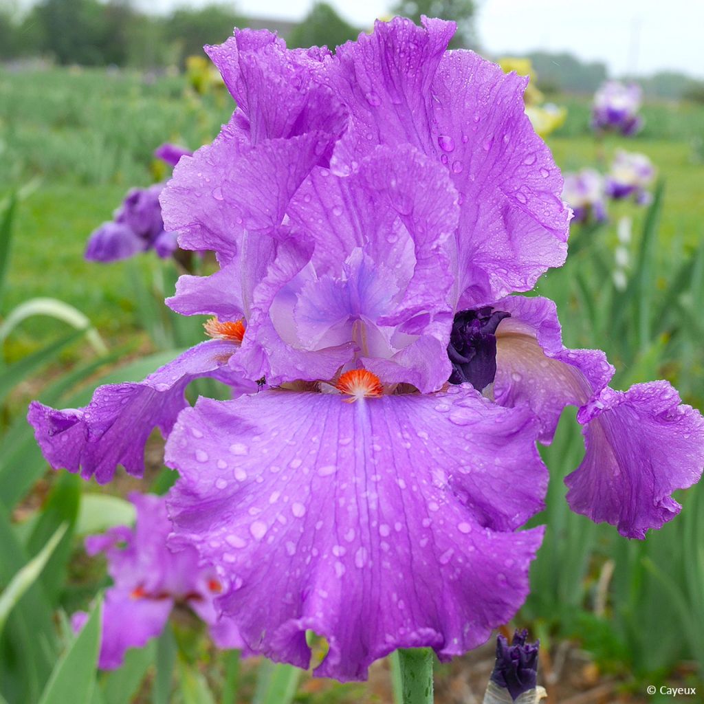 Iris germanica Morning Mail