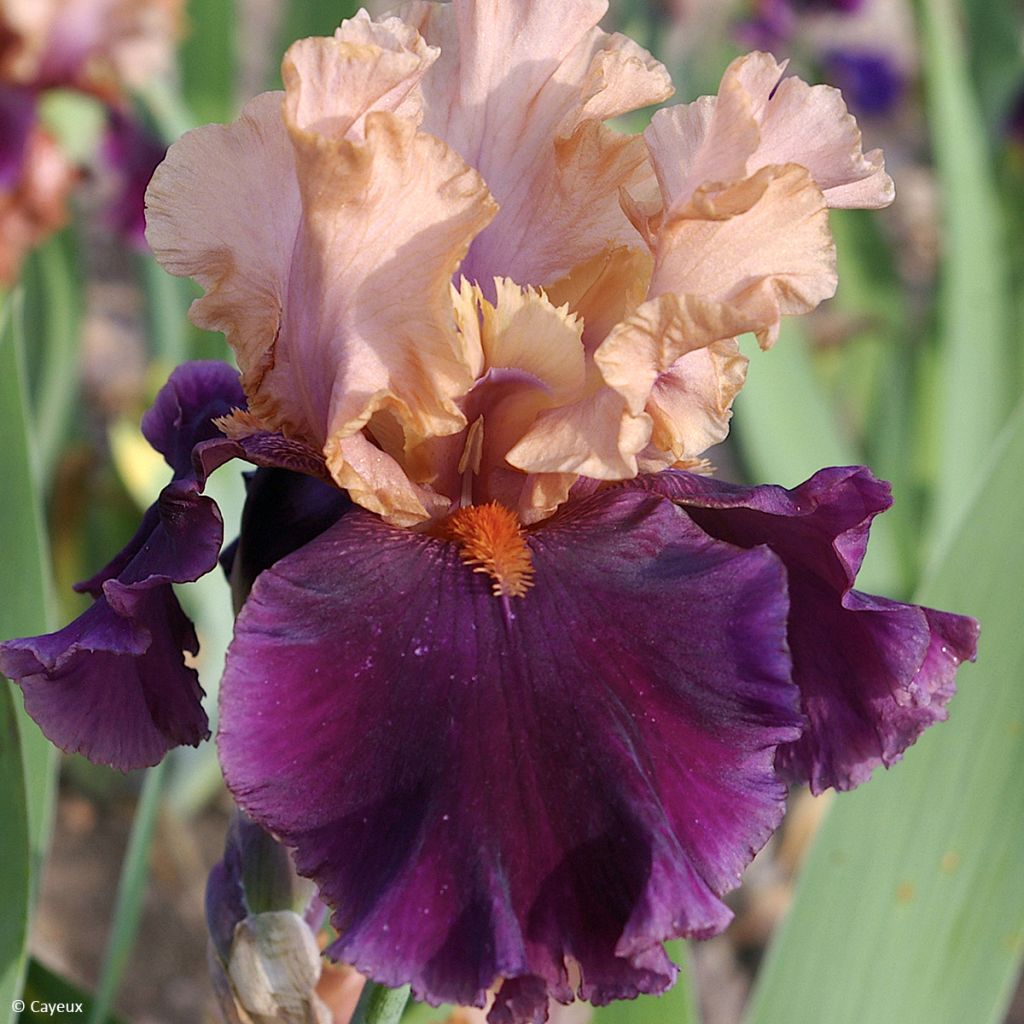 Iris germanica Naples