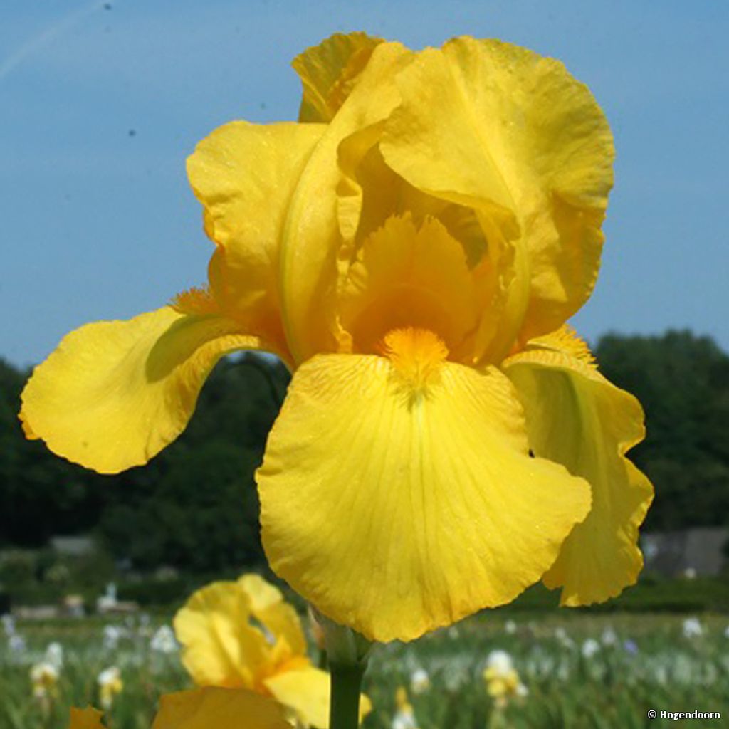 Iris germanica Ola Kala