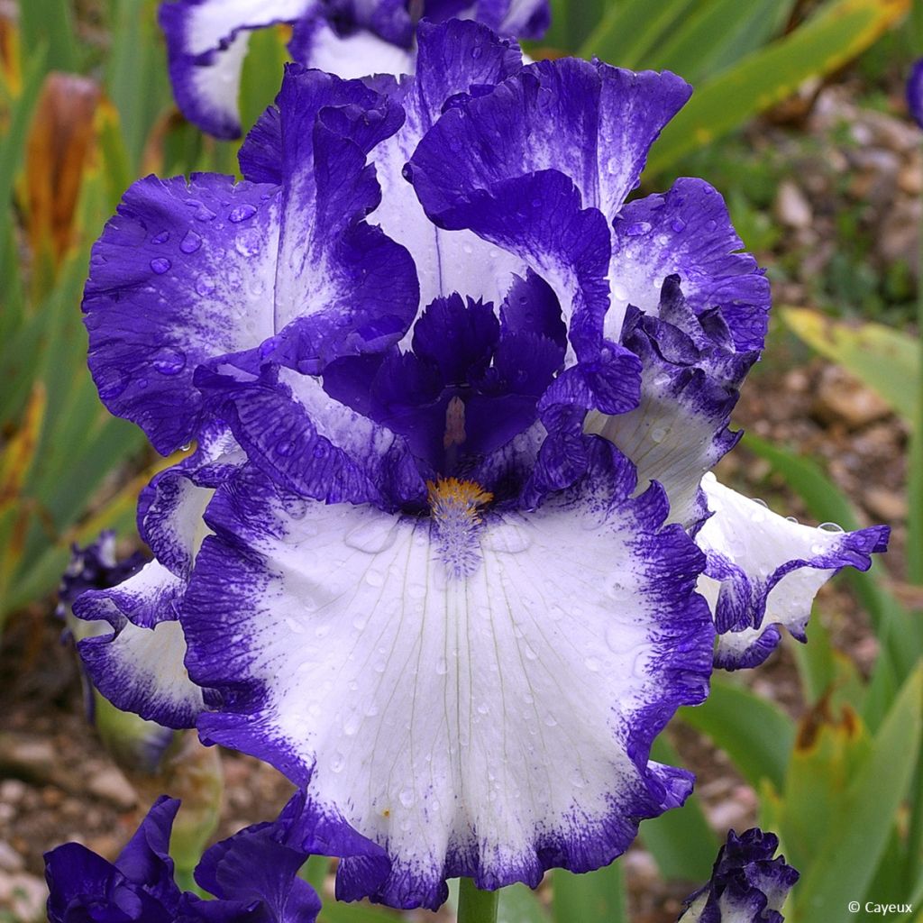 Iris germanica On The Move