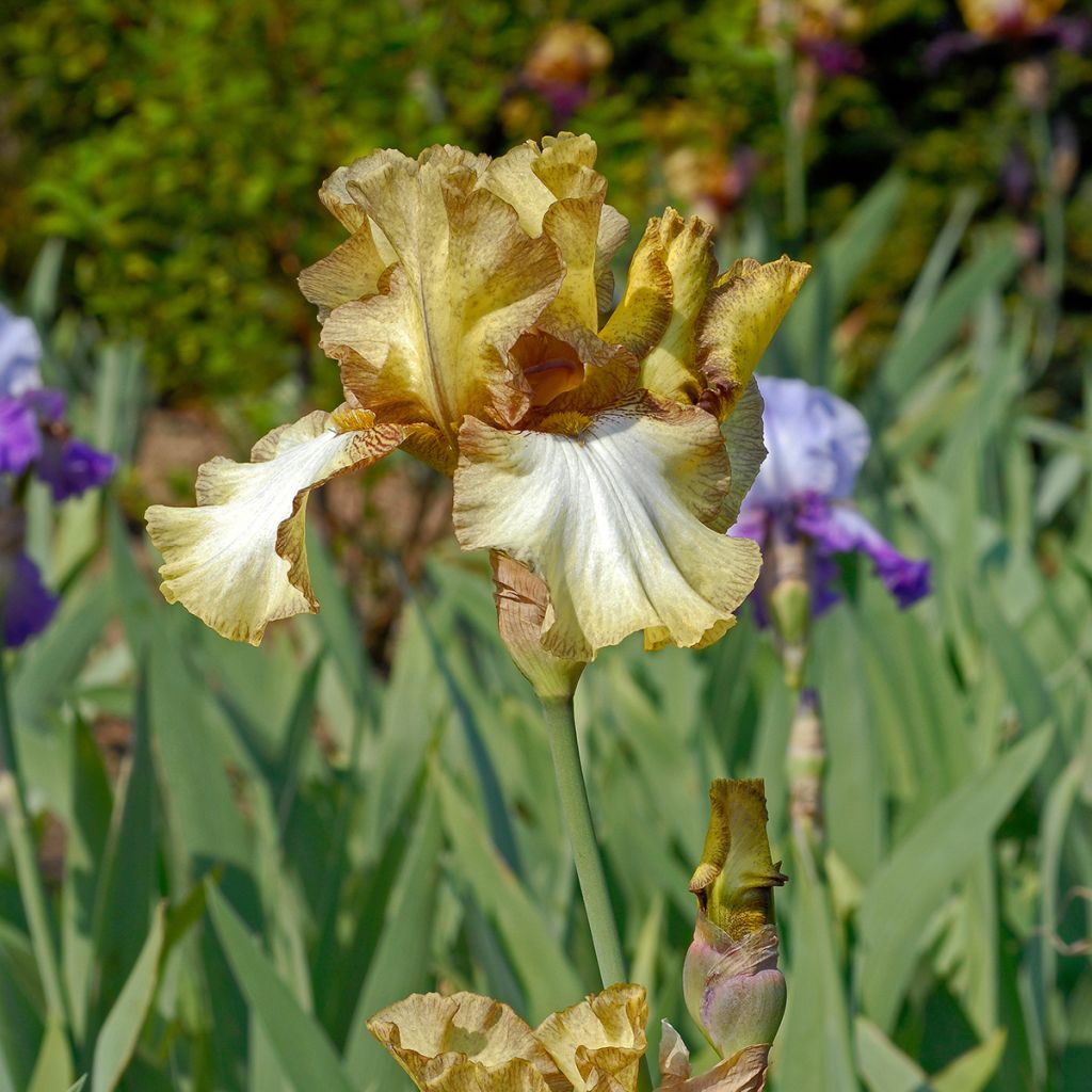 Iris germanica Patina