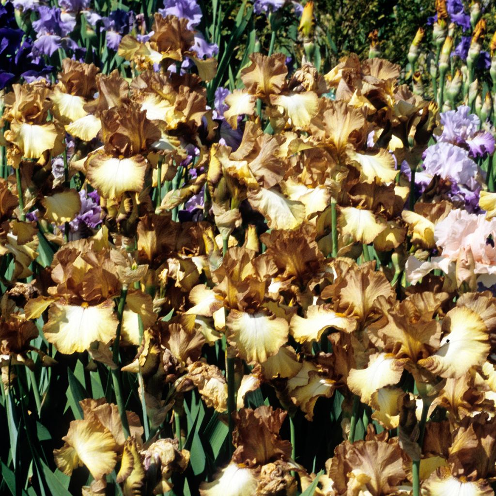 Iris germanica Patina