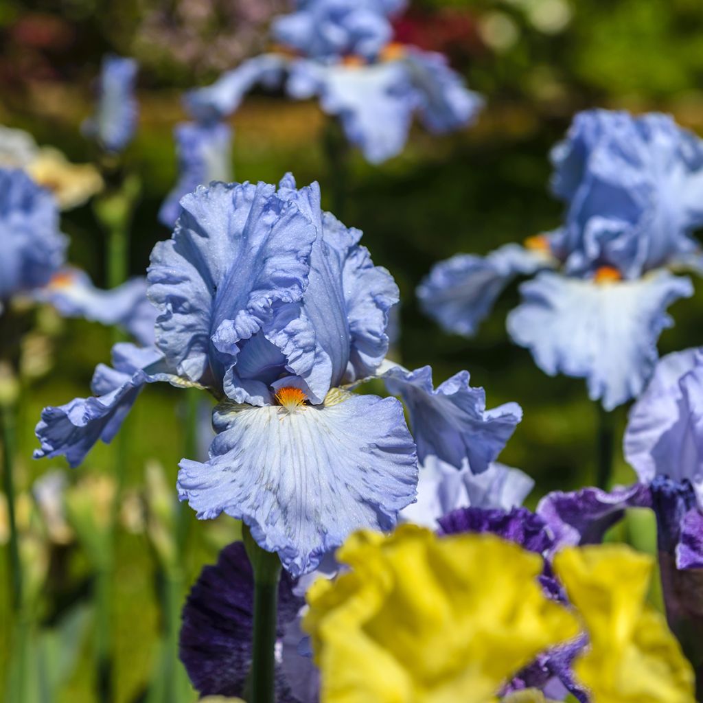 Iris germanica Princesse Caroline de Monaco