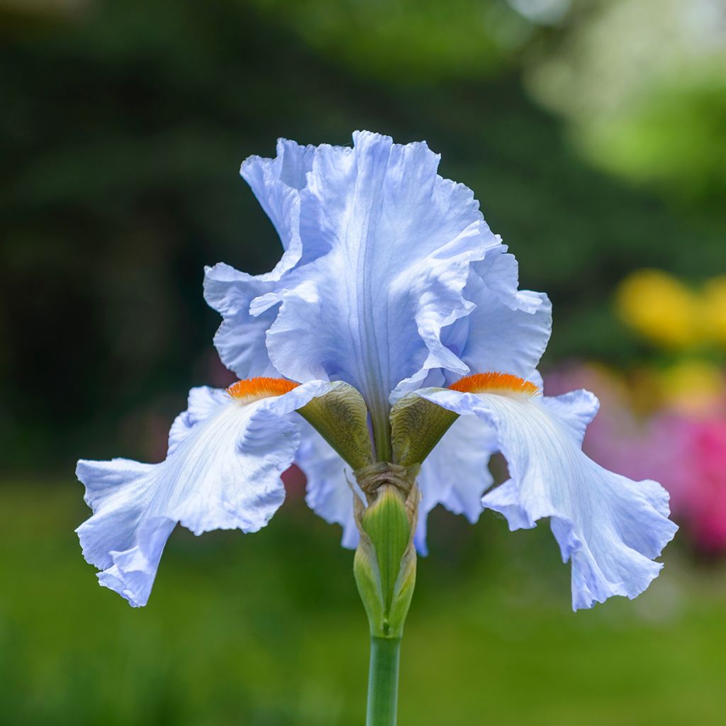 Iris germanica Princesse Caroline de Monaco