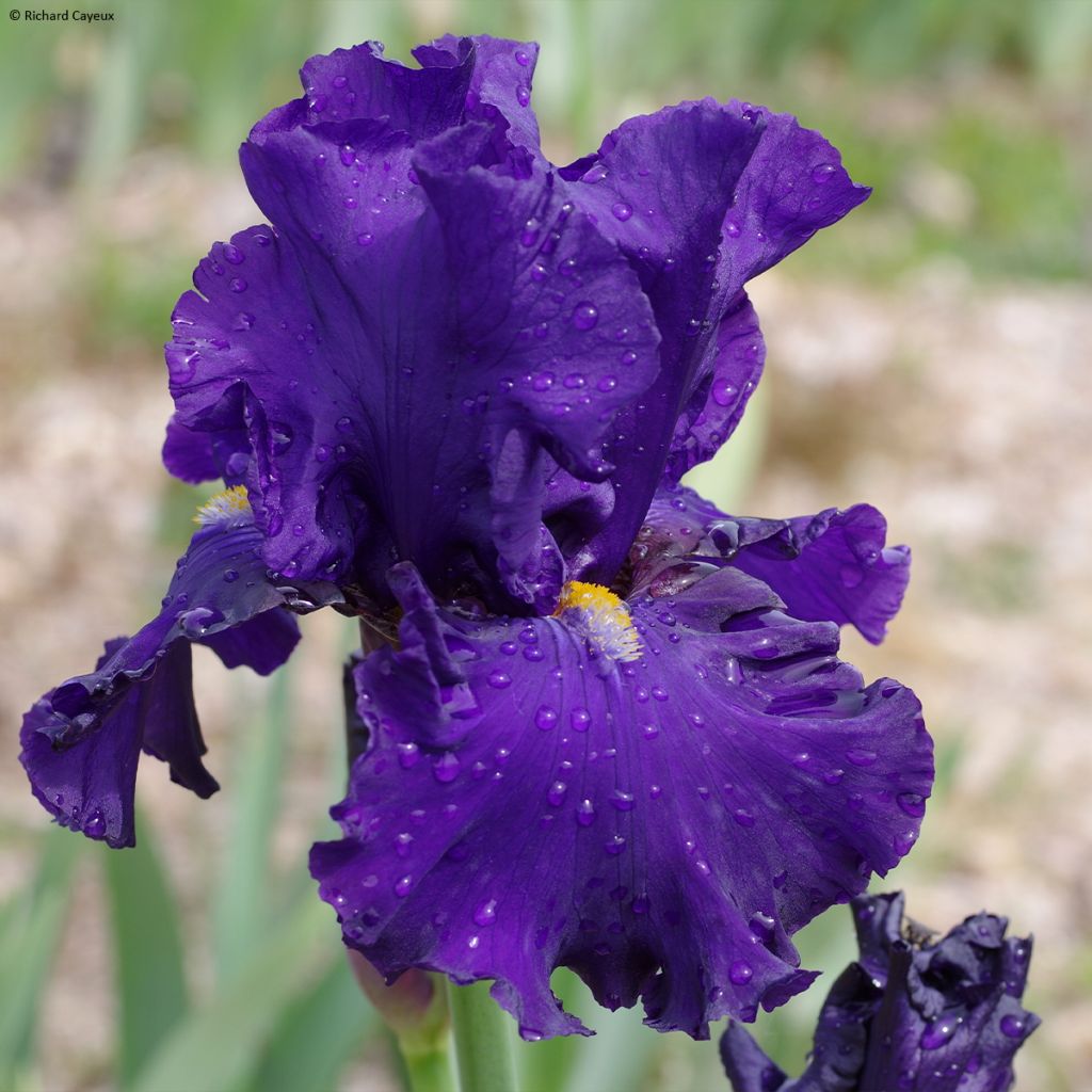 Iris germanica Profond Soupir - Grand Iris des Jardins