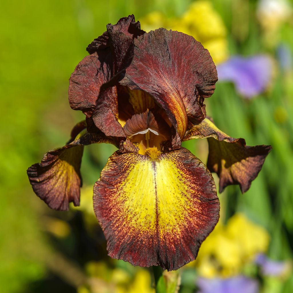 Iris germanica Provençal