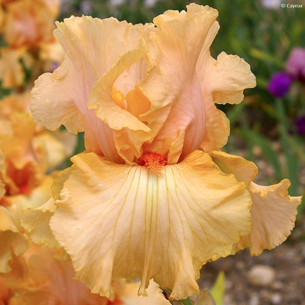 Iris germanica Qualified